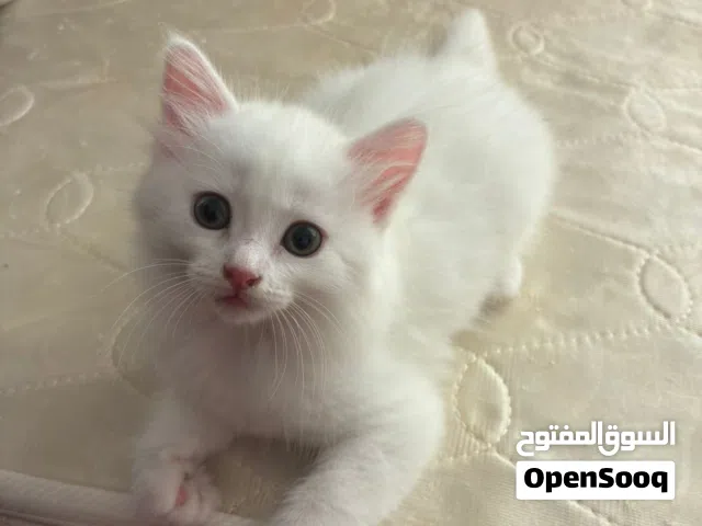 1 Siberian Kitten