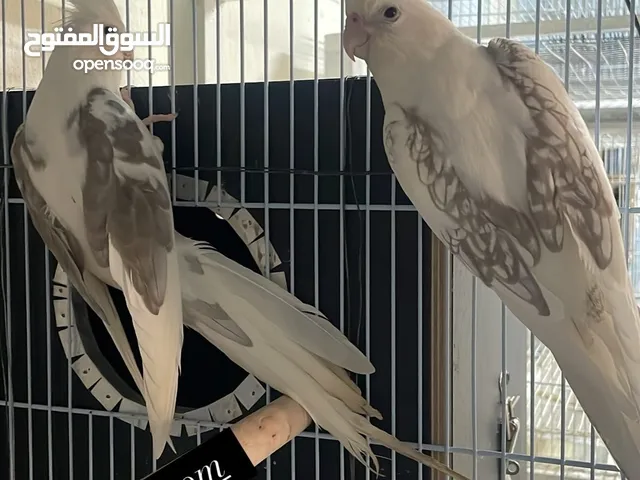 زوج كوكتيل هافي بايد مستوى تطوير و طيور حاصلة على مراكز