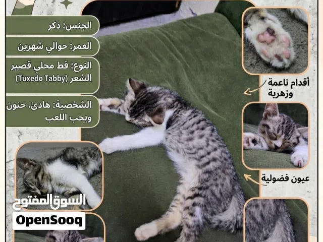 قط ذكر للتبني