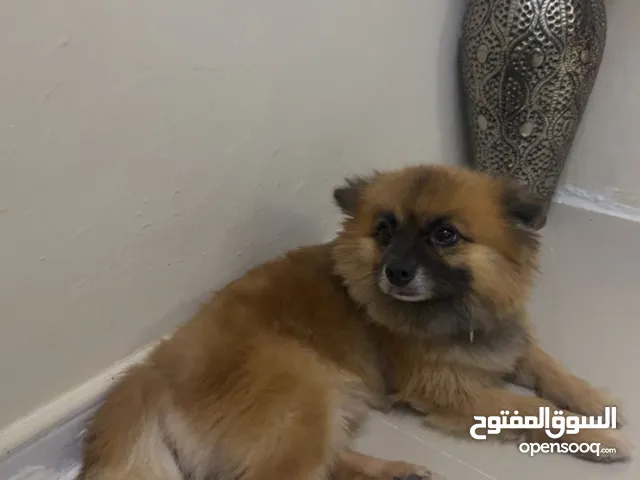 كلبين مع بعض ذكر و انثى