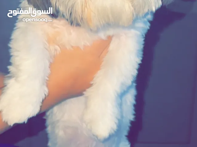 كلب مالتيزر العمر 3 شهور