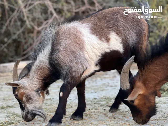 ماعز القزم البلجيكي بيور