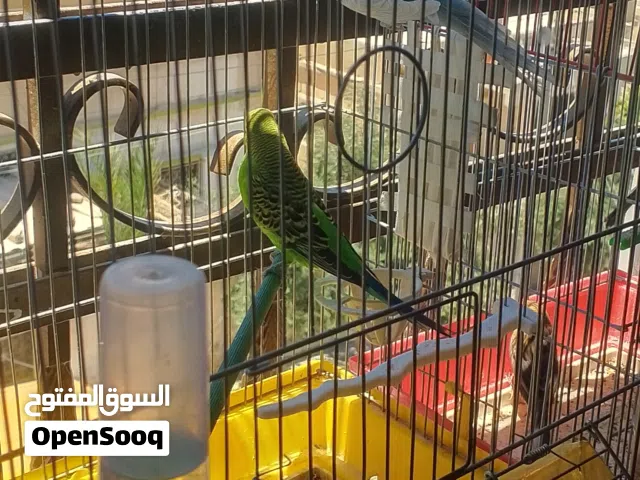 عصافير كنار وا حب