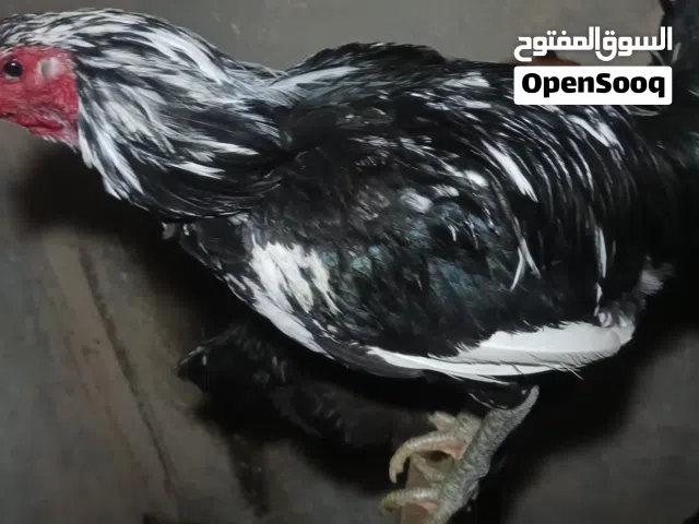 متوفر بيض دجاج بوطاني اصلي