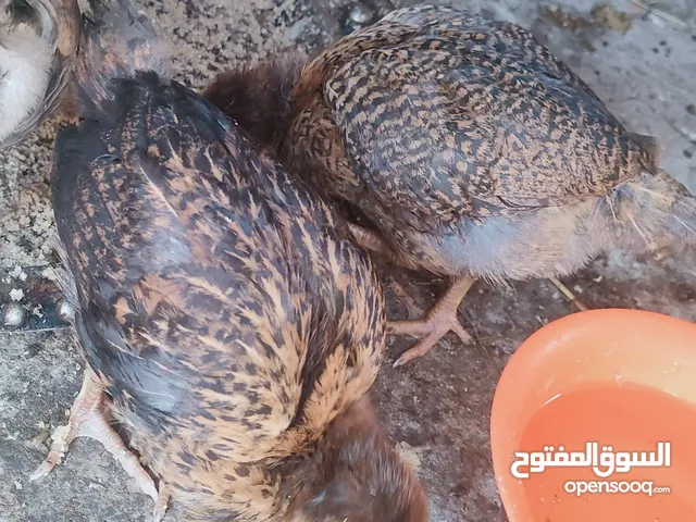 افراخ دجاج عرب للبيع عمر شهرين  