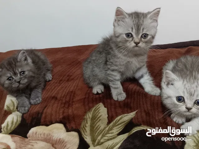قطط برتش برطاني الاب استوراد
