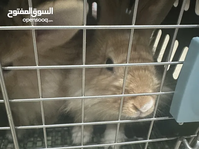 Rabbits for sell أرانب للبيع