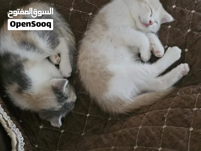 قطط لبيع كولد فولد عمر شهرين  نثيه و ذكر اذن مطويه مال بيت
