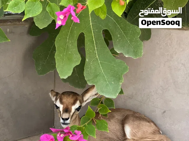 للبيع عنز عمر 10 ايام