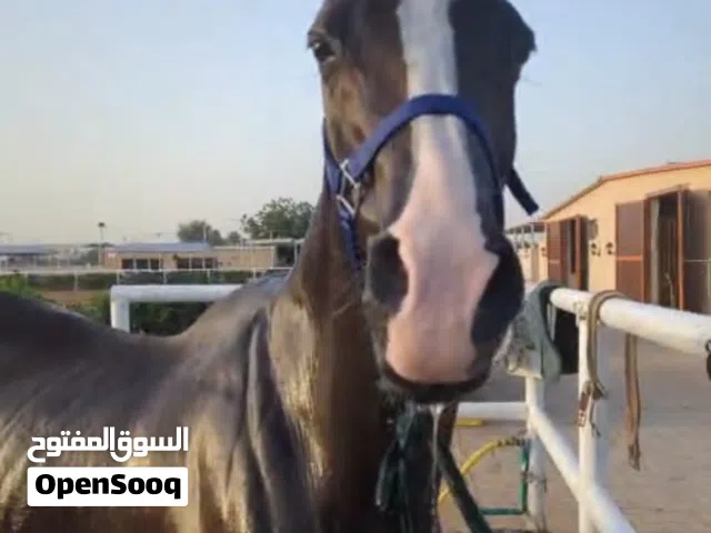 Horse for lease on monthly basis