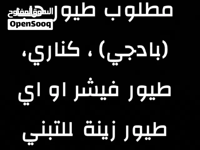 مطلوب للتبني طيور حب (بادجي)، كروان،كناري،اي نوع طيور زينة .