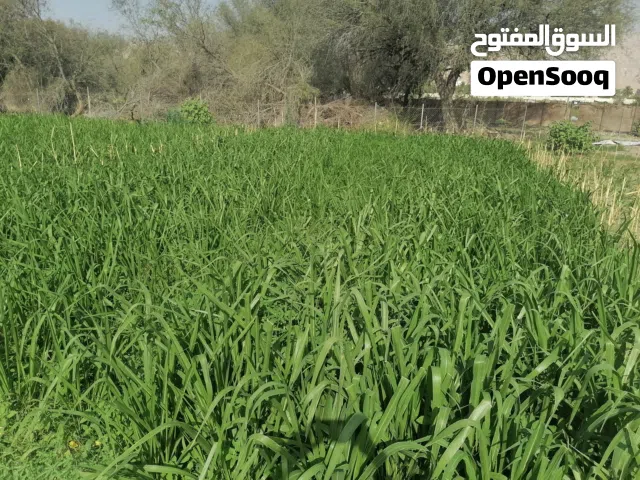 طعام وحشائش برايد للاغنام