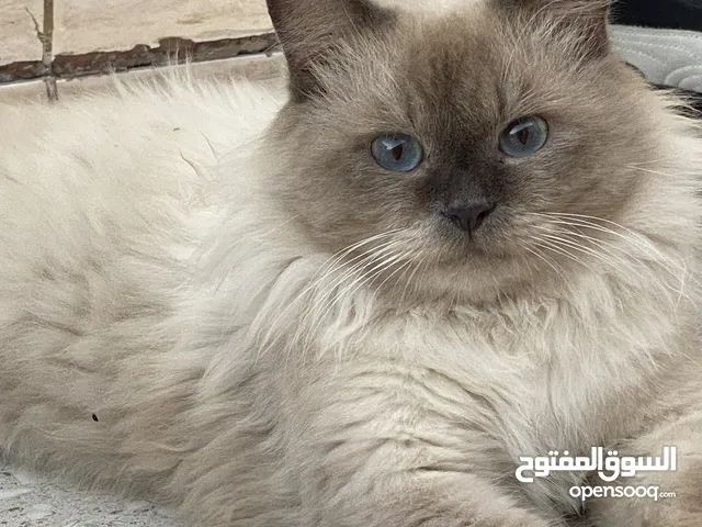 قط شيرزاي للبيع