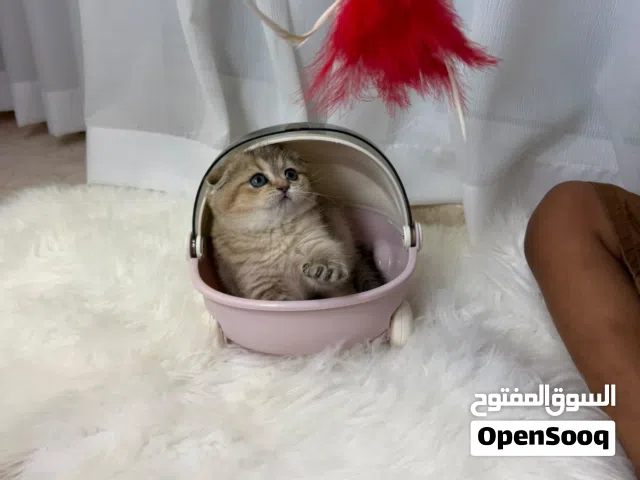 انثى سكوتش فلود للبيع قولدن بيور