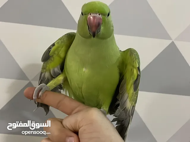 للبيع متو انتاج البحرين