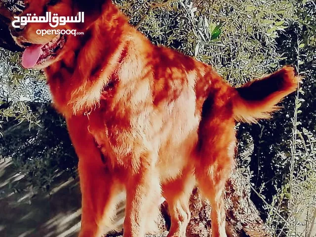 كلاب جولدن للبيع او التبني في الأردن : كلب جولدن : افضل سعر