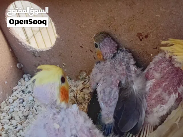 فرخ كوكتيل
