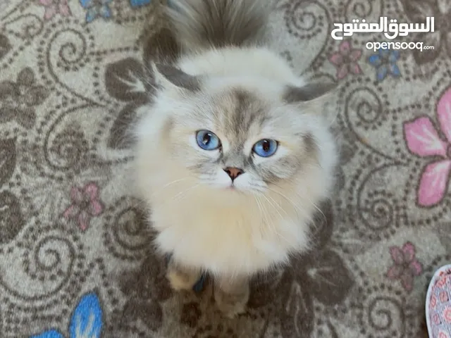هملايا بلو بسعر مغري