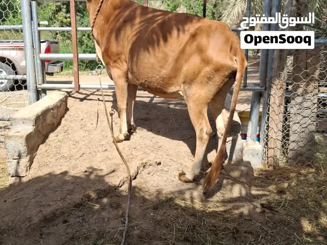 للبيع بقره محليه سمينه