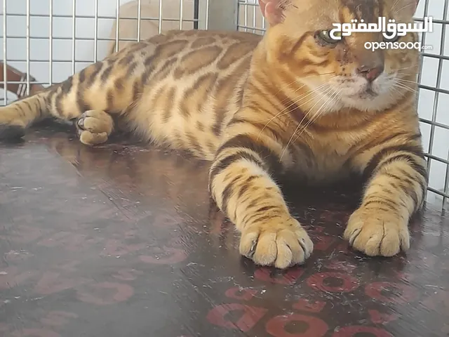 Male and Female pure bred Bengal Cats 