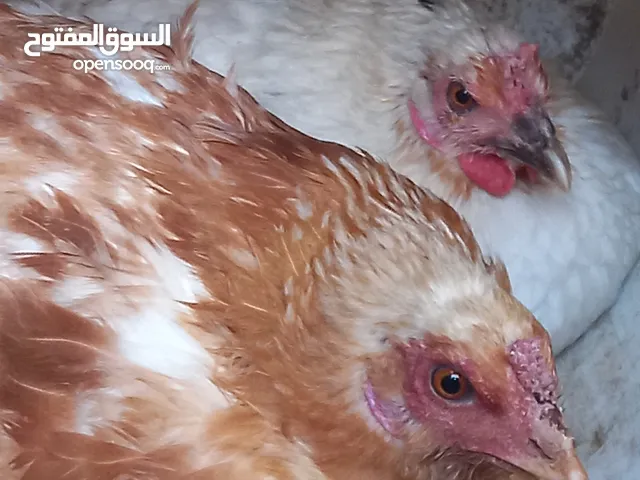 بسم الله ماشاء الله.......    موجود 11دجاجه راقد على بيض من تاريخ 27 الشهر  بسعر حرق 12 دينار