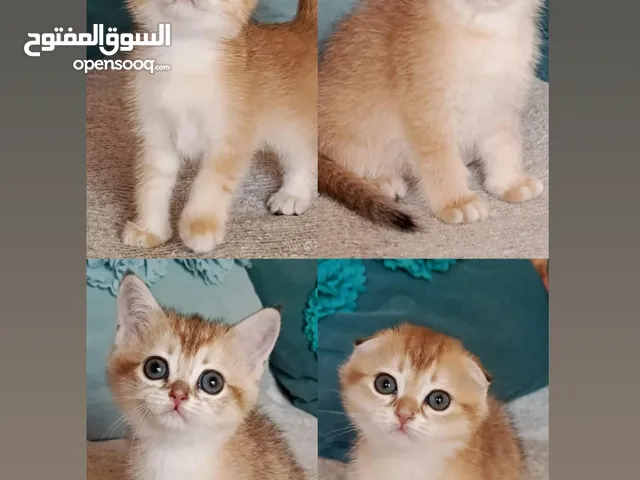 كتن سكوتش فولد وستريت اناث وذكورالعمر شهرين الوان مميزه الاسعار ابتداء من 100