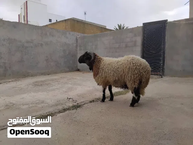 حواله للبيع