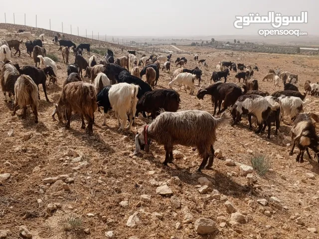 مطلوب راعي