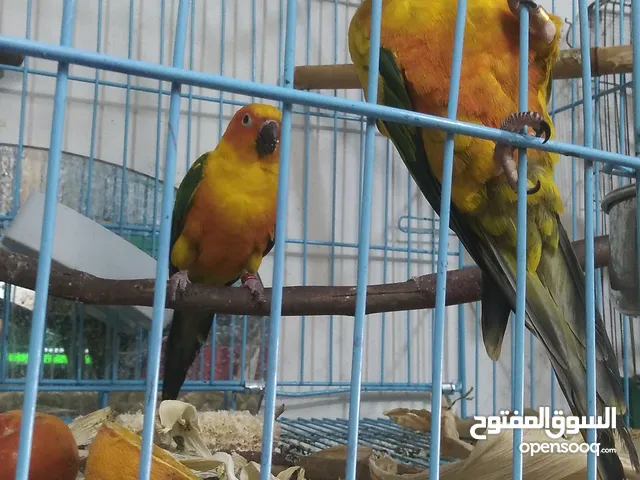 جوز ببغاء صن كنيورد للبيع