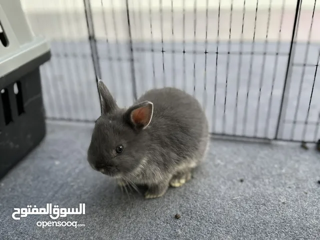 الأرنب القزم ذكر