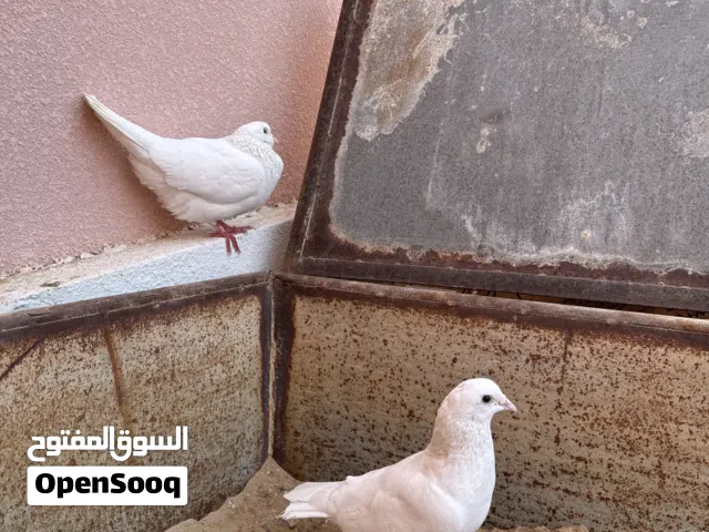 حمام فرنسي للبيع زوج منتج عندي