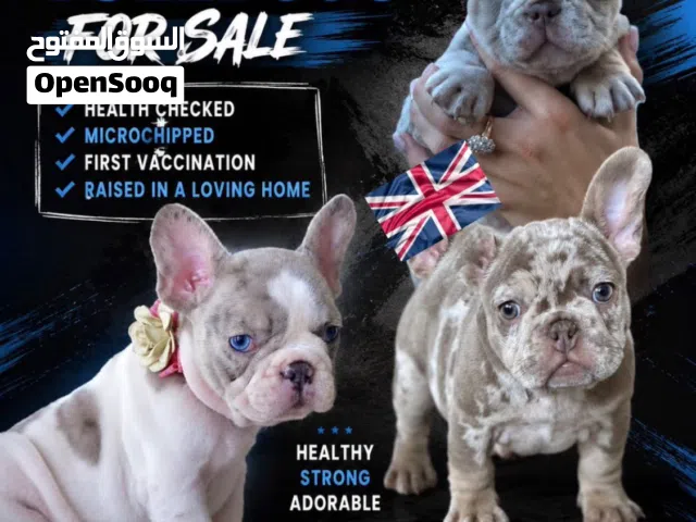 Rare French Bulldog Puppies