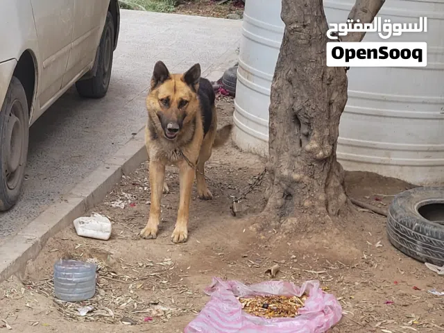 كلب ألماني عمره سنتين او ثلاث سنين