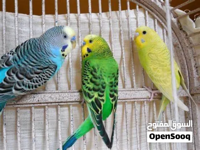طيور حب ل البيع بسعر مغري ل الكوم