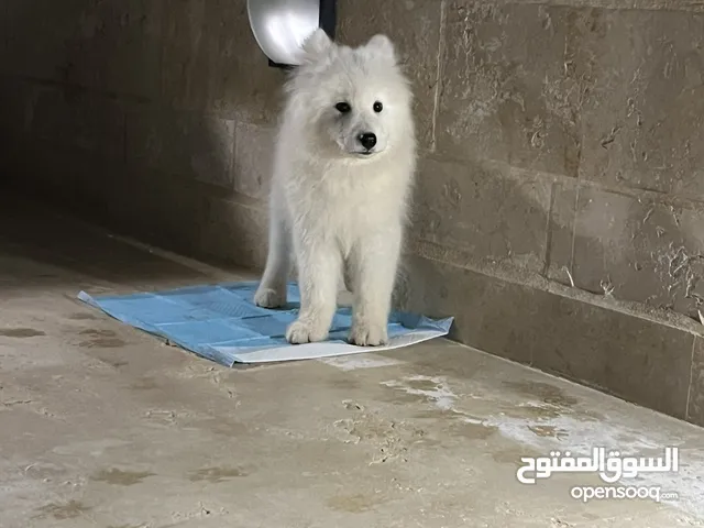 كلب ساموييد 5 شهور للبيع ماخد جميع المطاعيم