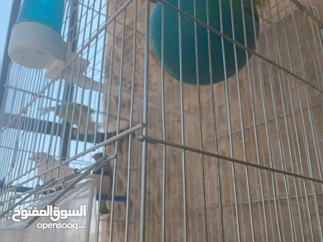 طيور جنه عدد 10 طيور مع 4 فراخ 3 اقفاص بس ب 25 دينار