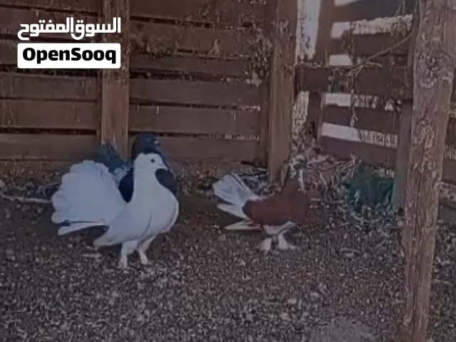 حمام شماسي