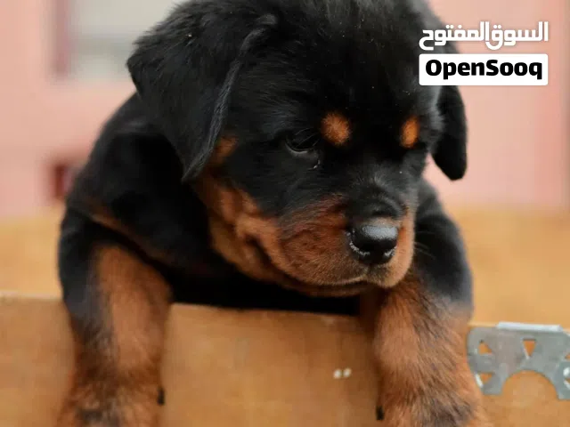 للبيع جراوة روت وايلر بيور