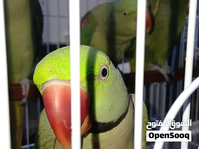 للبيع نيبالي