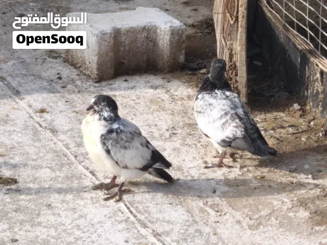 فرخات تور طينه توة ياكلن السعر 10 مكاني ابو الخصيب العوجه صحه وكامل فيتامينات طيور نضافة نعمه متواجد