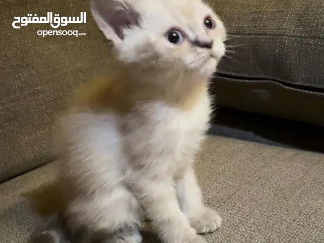 قطط كتين للبيع من ام هملايا واب شيرازي عمرهم شهرين