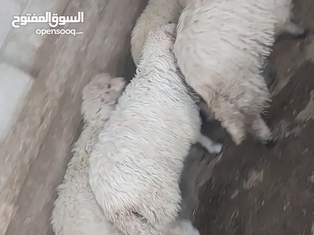 روماني يقطع لحم صافي 19 ك بسعرررر حرققق 175 مذبوح جاهز