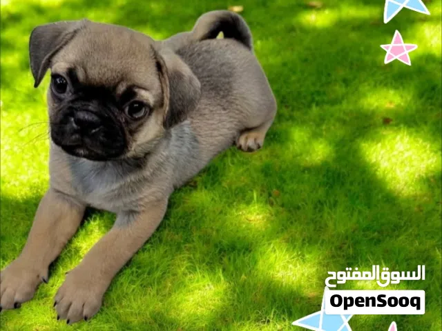 أخر ولد بج ميني بيورر