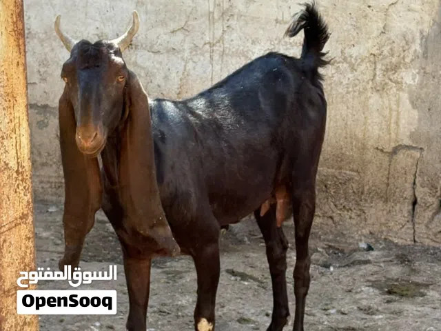 صخله كاموري اول بطن خشنه كلش وراها فحل بكري