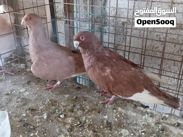 جوز مساويد صفر