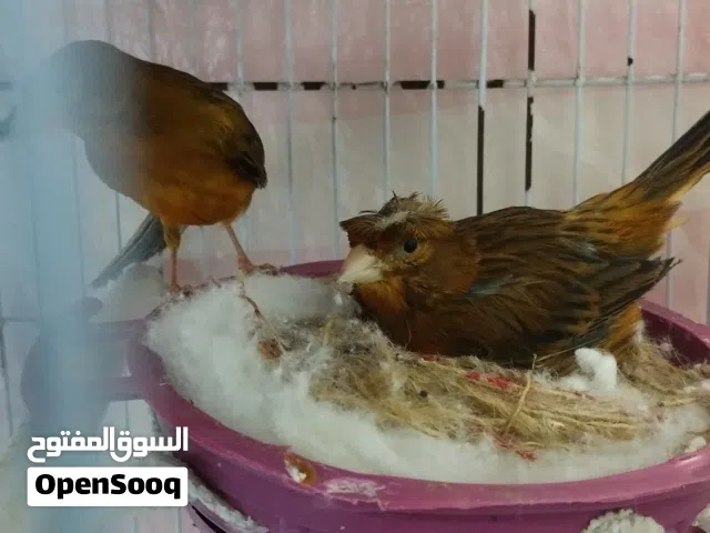 جوز كناري نحاسي مخملي