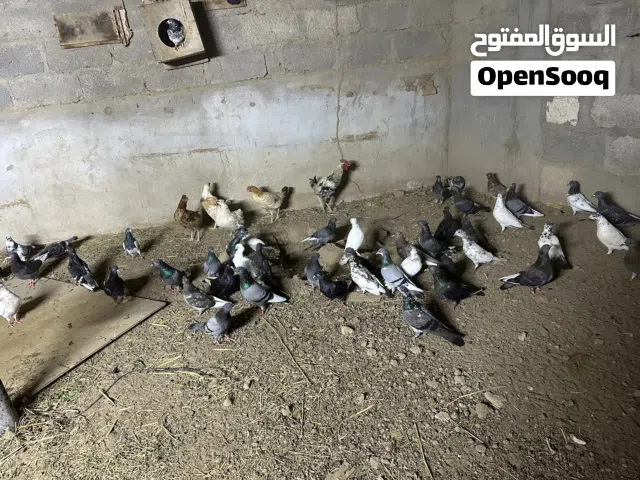 حمام عادي وبكستاني