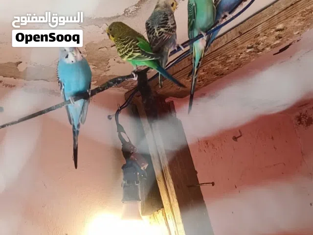 بعد الصلاة على النبي ثلاث أزواج حب ألوان مختلفة للبيع كوم