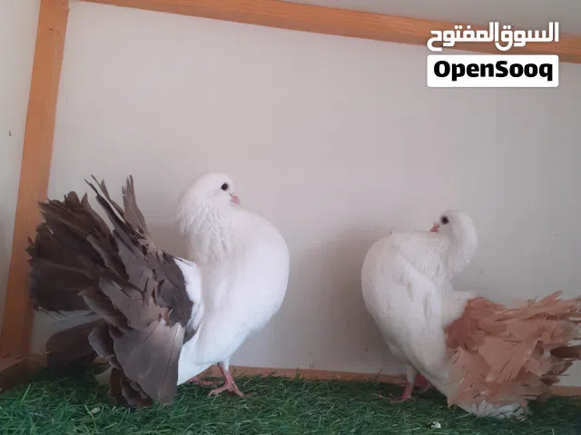 كوبيه تونسي بوديل للبيع