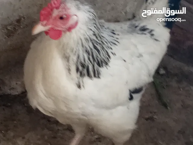 دجاجه سايكس انجليزي بياضه للبيع